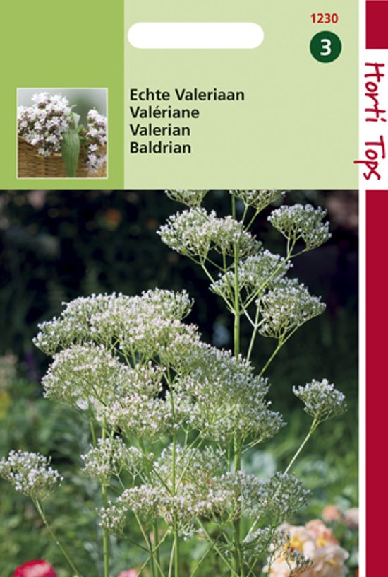 Valeriaan echte (Valeriana officinalis) 400 zaden