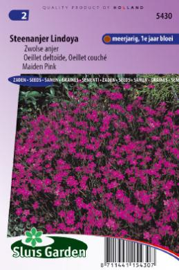 Steenanjer Lindoya (Dianthus deltoides) 550 zaden