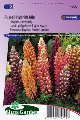 Lupine Russell Hybrids (Lupinus) 75 Samen SL