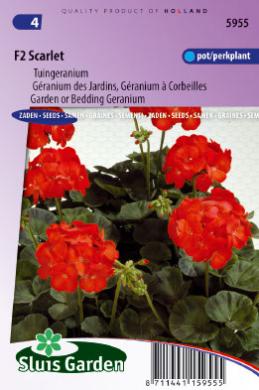 Geranium Scarlet F2 (Pelargonium hortorum) 20 zaden