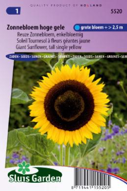 Sunflower Giganteus (Helianthus) 30 seeds SL