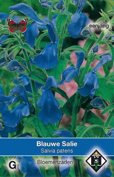Blauwe salie (Salvia patens) 50 zaden